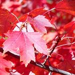 I'm not an alt message! Aka i'm a blooper. Oops!